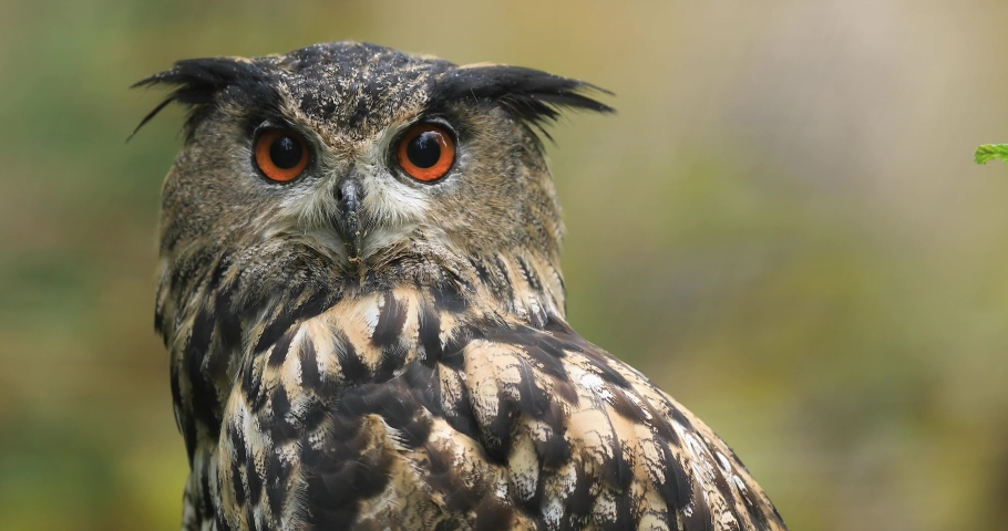 Great Horned Owl in flight image - Free stock photo - Public Domain ...