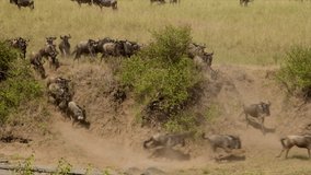 A large herd of blue wildebeests run down the steep banks of the Talek River in the Maasai Mara Reserve during the Great Migration in southern Kenya.