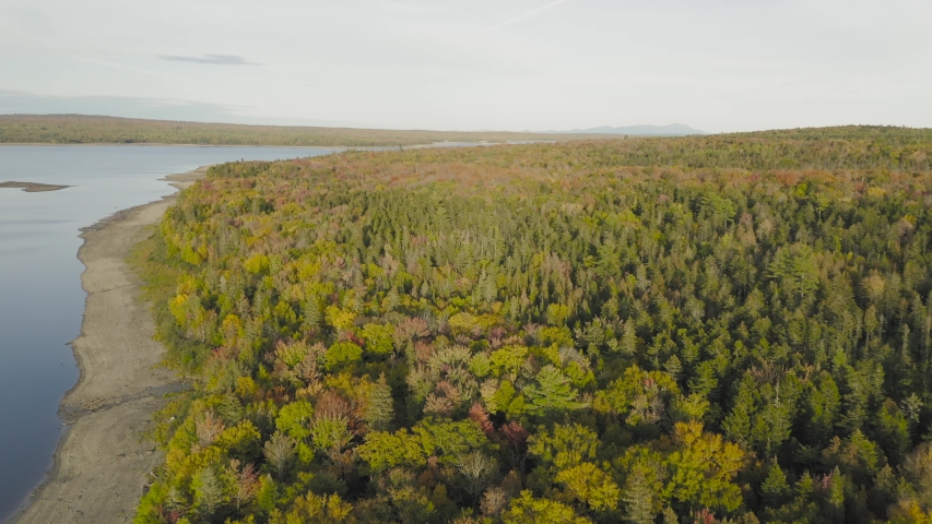 Beautiful nature dense lush forestry lake shoreline