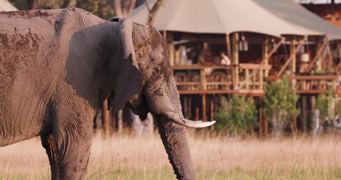 Close-up view of an elephant feeding in front of Tuludi Safari Camp, Okavango Delta, Botswana