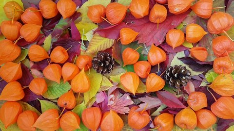 colorful autumn leaf collage, orange flower leaf frame, two pine cones, copy space for text