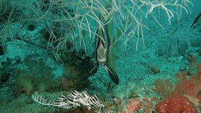 Two Longfin Batfish slowly swims among corals. Philippines. Malapascua.
