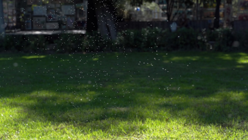 A flock of midges on a sunny day in a park area. 4k