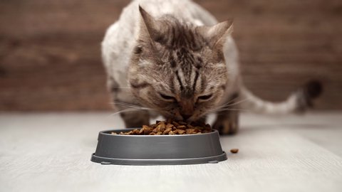 Dry feed Scottish cat. Close-up shot, a female hand pours cat food into a bowl, a cat eats food from a bowl.