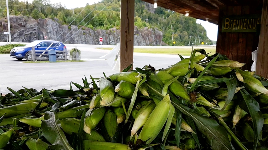 close up shot of pile of freshly just harvested corn to be sold in the side of highway