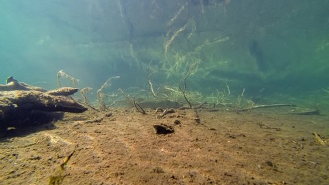Perch and pike fish swimming in shallow water of clear-watered lake in Finland. Underwater time lapse video.