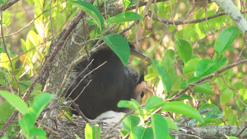 anhinga parent in nest with baby chick