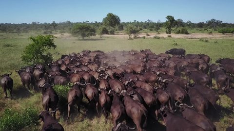 A drone shot of a buffalo stampede in the African bush.