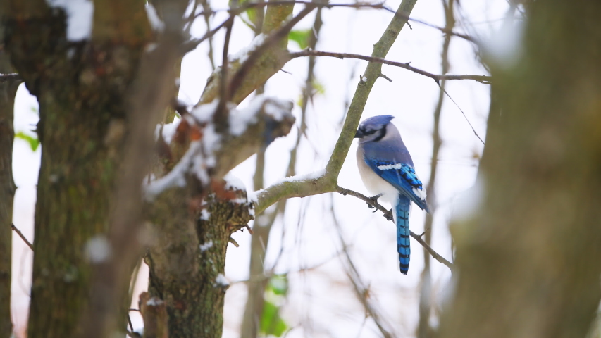 One blue jay Cyanocitta cristata bird closeup perched flying away on tree branch during winter snow in Virginia with snowflakes falling