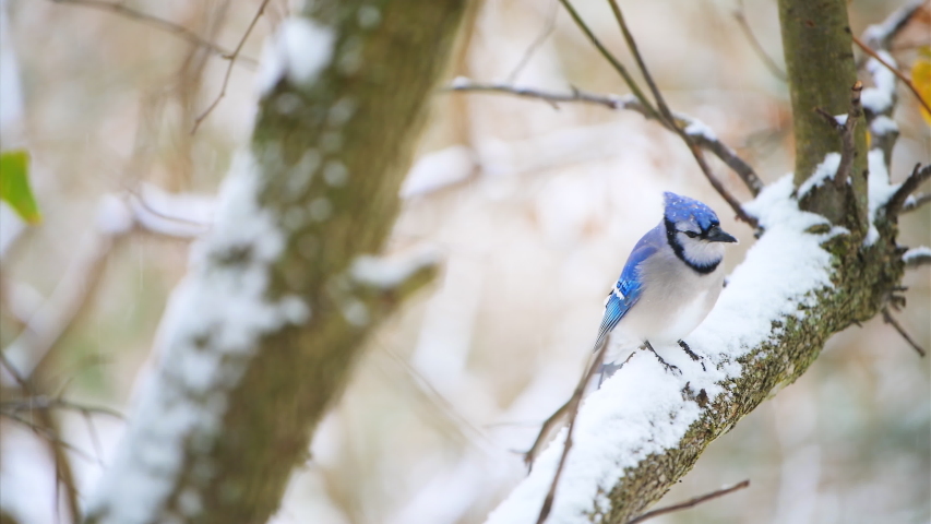 One blue jay Cyanocitta cristata bird closeup perched on tree branch during winter snow in Virginia with snowflakes falling
