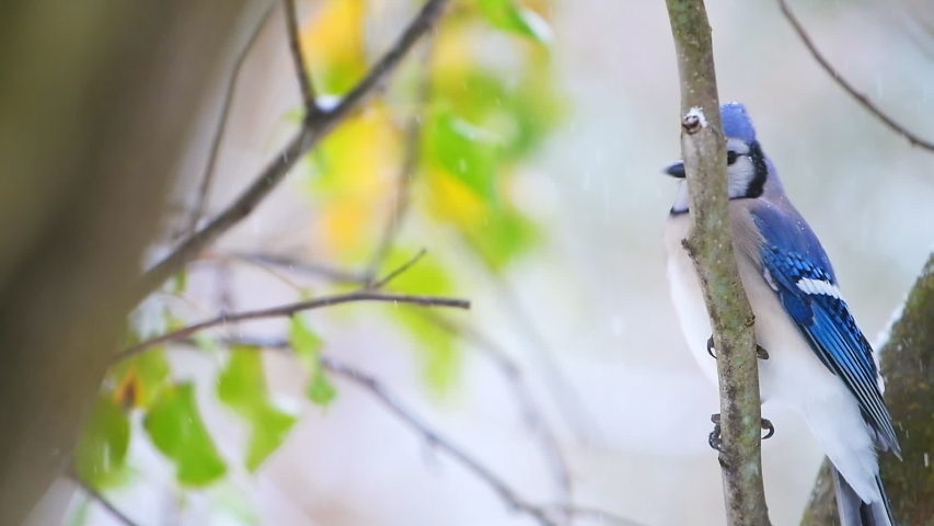 One blue jay Cyanocitta cristata bird perched flying away wings flapping in slow motion on tree branch during winter snow in Virginia with snowflakes falling