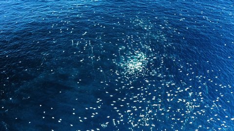 Flock of gannets diving to feed on bait ball Sardine Run, aerial shot