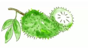 Time lapse video 2D animation of a watercolor drawing of a Soursop also, graviola, guyabano, guanabana, fruit of Annona muricata, a broadleaf, flowering, evergreen tree on white screen in HD high defi