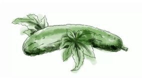 Time lapse video 2D animation of a watercolor drawing of a Cucumber on white screen in HD high definition.