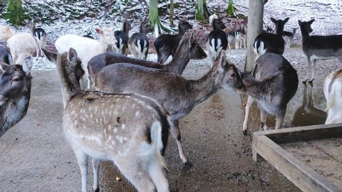 Herd of young deer gathered together in an animal preserve sanctuary