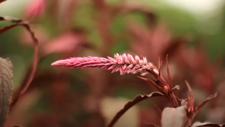 Beautiful Red Flower with the wind Nature in the evening Vintage