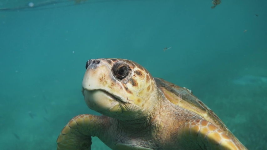 Big Loggerhead Sea Turtle Looking Into Camera Blue Caribbean Ocean