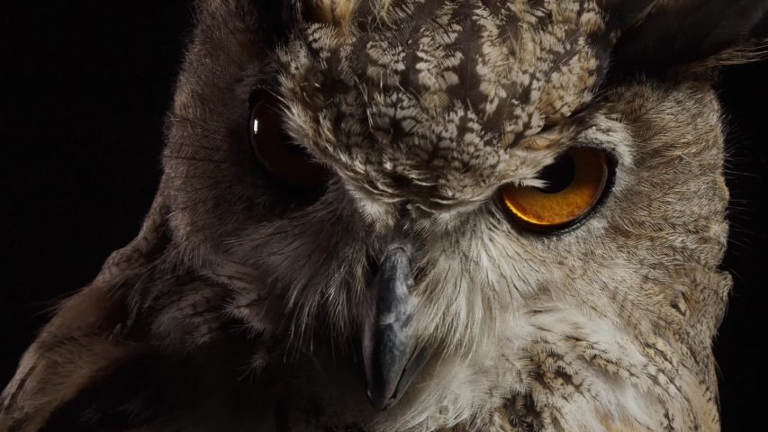 Close up of a scary owl, big bird predator, wildlife