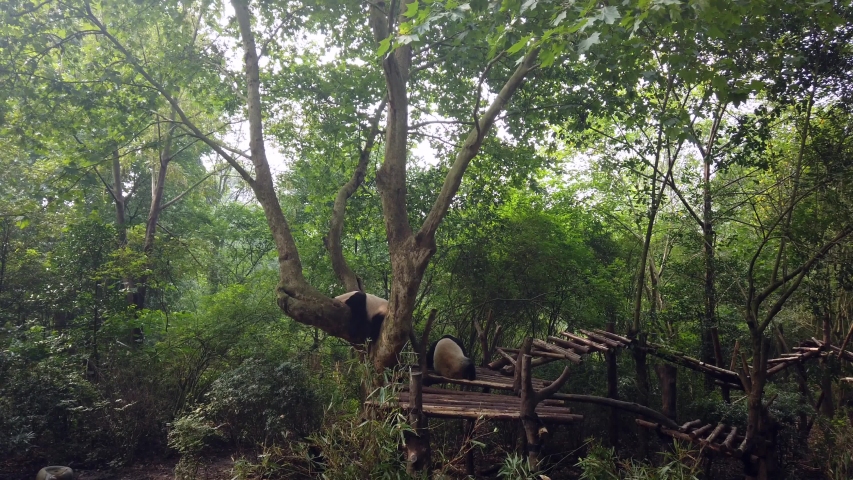 Large panda resting on a tree and two other Giant pandas seating below and eating bamboo leaves in national park in Chengdu, China
