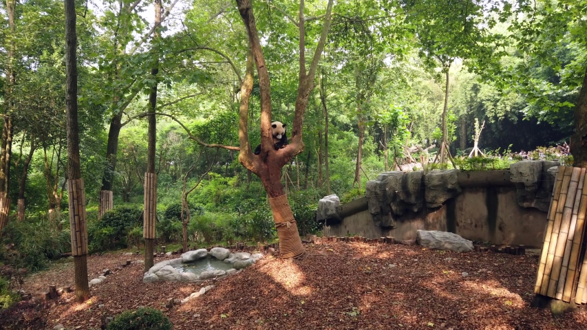 Cute Giant panda resting on a tree branch in national park reserve in Chengdu, China
