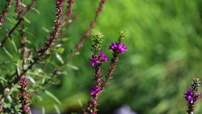 Wild Purple Flowers On The Eagle Idaho Green Belt 10 Second Video.