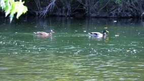 Ducks Swimming In River 20 Second Slow Motion Video