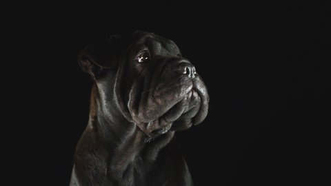 Studio Portrait Of Sharpei Puppy Against Black Background
