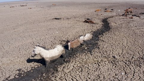 Climate change.Aerial view of horses sinking deeper into mud as they try to get to last remaining water source due to drought and climate change. Dead cattle surround them. Lake Ngami, Okavango Delta