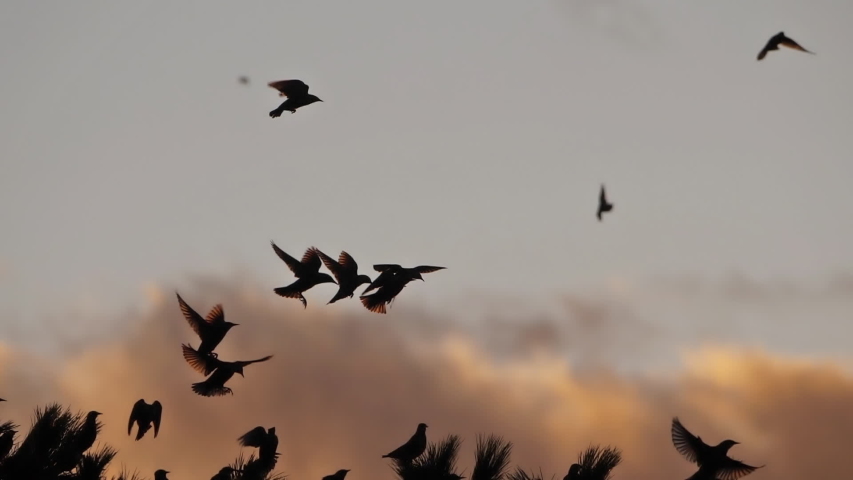 Free birds Stock Video Footage - Royalty Free Video Download | Coverr