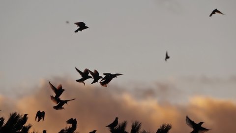 Flock of birds, Starlings (Sturnus vulgaris) surrounding their sleeping tree. France