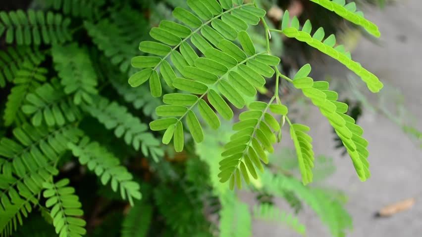 Close Up Tamarind Leaves Stock Footage Video 100 Royalty Free Shutterstock