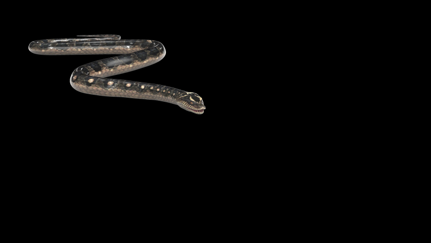 5 Snake Png Stock Video Footage - 4K and HD Video Clips | Shutterstock