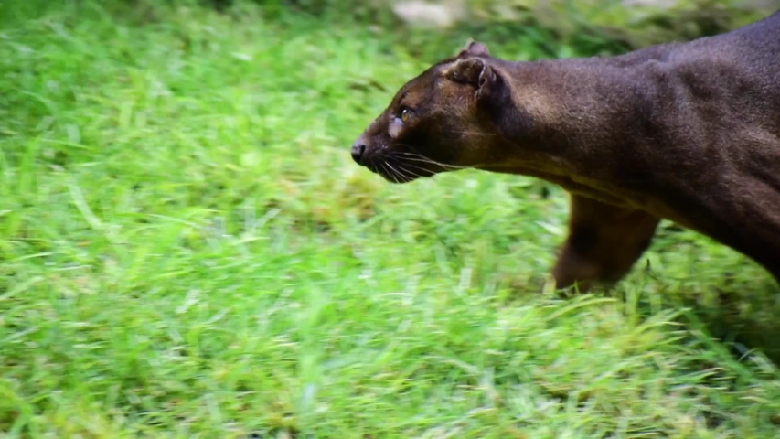 The fossa, scientifically known as Cryptoprocta ferox is a cat-like, carnivorous mammal endemic to Madagascar. 