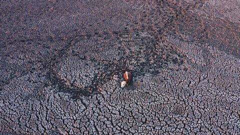Climate change.High aerial circular view of a cow in its last stages of life stuck in thick mud as Lake Ngami dries out due to drought and climate change, Okavango Delta, Botswana