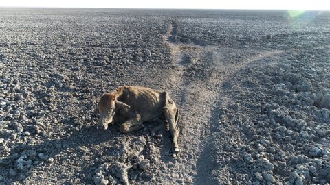 High aerial zoom out view of a  malnourished and thirsty calf which has collapsed from  exhaustion, lies in the middle of dried up Lake Ngami due to drought and climate change,Okavango Delta, Botswana