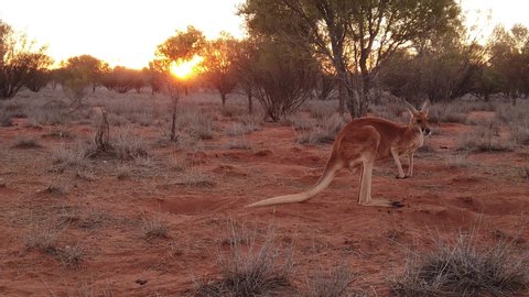 SLOW MOTION: side view of red kangaroo at sunset. Macropus rufus, on the red sand of outback central Australia. Australian Marsupial in Northern Territory in Red Center.