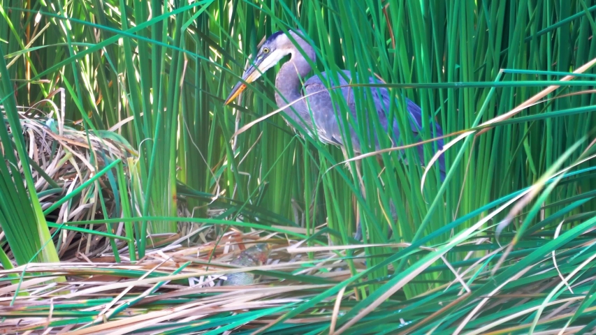 Great blue heron pecking and eating fish it caught in tall grass reeds