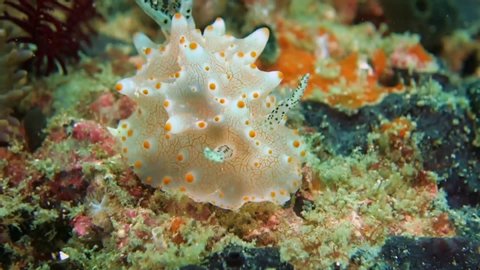 Close-up. Batangas Halgerda slowly crawls on a colored sponge. Philippines. Malapascua.