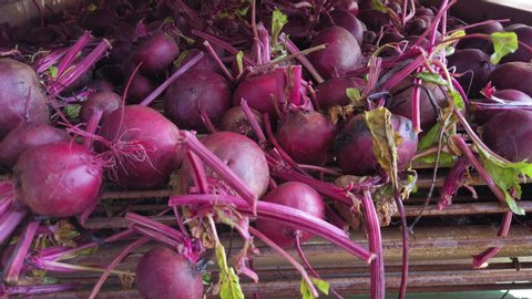 Beet picking: The Cleaning Filtering and Sorting process of Beetroot  harvesting before marketing.