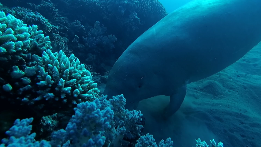 Dugong (sea cow) on a coral reef.