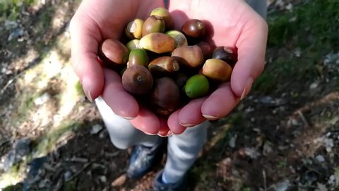 Hiker woman holding handful of acorns picked up on her way across deep forest