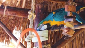 Blue and yellow macaw eating food and sitting under the roof stock video in full hd 