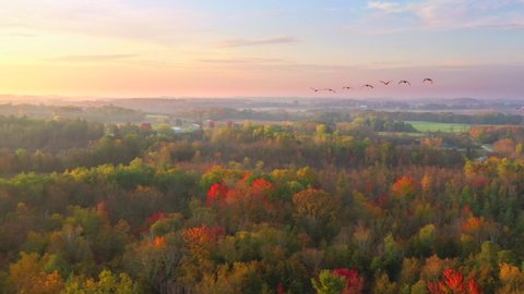 Flying with migrating Canadian Geese over rural forest of amazing, colorful Fall foliage.
