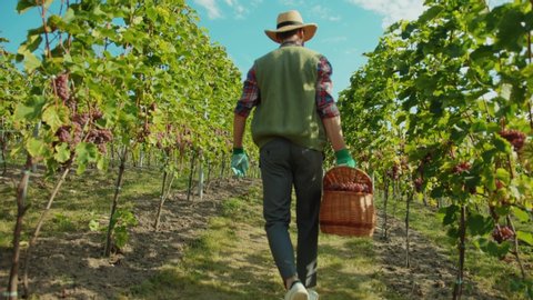 Back of french farmer in gloves and strawhat selecting ripe grapes collecting into basket working in nature of beautiful vineyard.