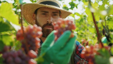 Close-up portrait handsome young farmer selecting and picking red ripe grapes working on vineyard during autumn harvest.