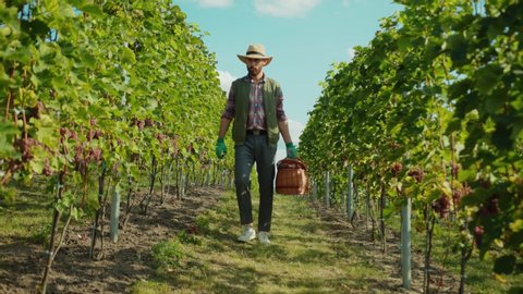 Attractive farmer in strawhat carrying basket collecting ripe red grapes in vine garden on sunny day. Viticulture and winery.