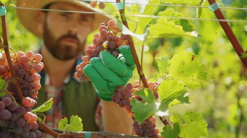 Close-up attractive winemaker selecting checking ripeness of red grape bunches in beautiful vineyard on sunny day. Concept of winemaking.