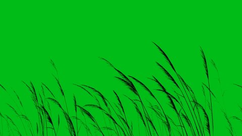 Long Grass or Wheat Silhouette Blowing in the Wind Green Screen 4K Loop features the silhouette of long grass or wheat swaying in the breeze in a loop against a solid green background