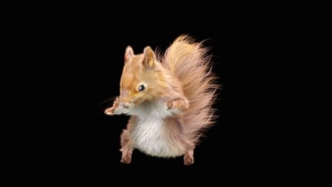 squirrel Dance CG fur 3d rendering animal realistic CGI VFX Animation Loop, Included in the end of the clip with Alpha matte.