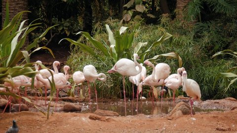 Group pink Caribbean flamingo goes on water in national park wildlife. Pink flamingo goes on a swamp